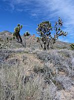 Mojave reserve (31).JPG
